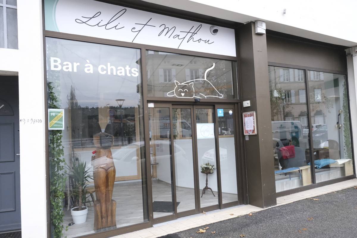, Au Puy-en-Velay, elles ouvrent un bar à chats avec des félins de la SPA