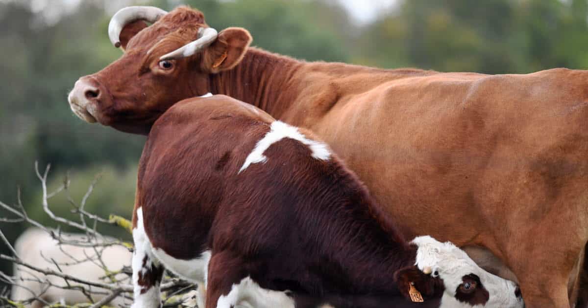 , Haute-Loire Agriculture : toute la filière lait du pays réunie en fin d’année au Puy-en-Velay