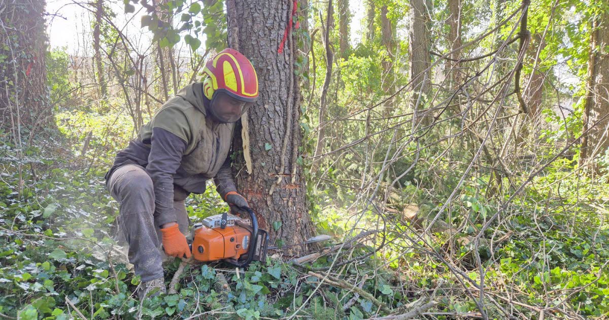 , Accueil Economie Économie Une quarantaine d’arbres abattus au Puy-en-Velay : « On n’a pas le choix, c’est une …