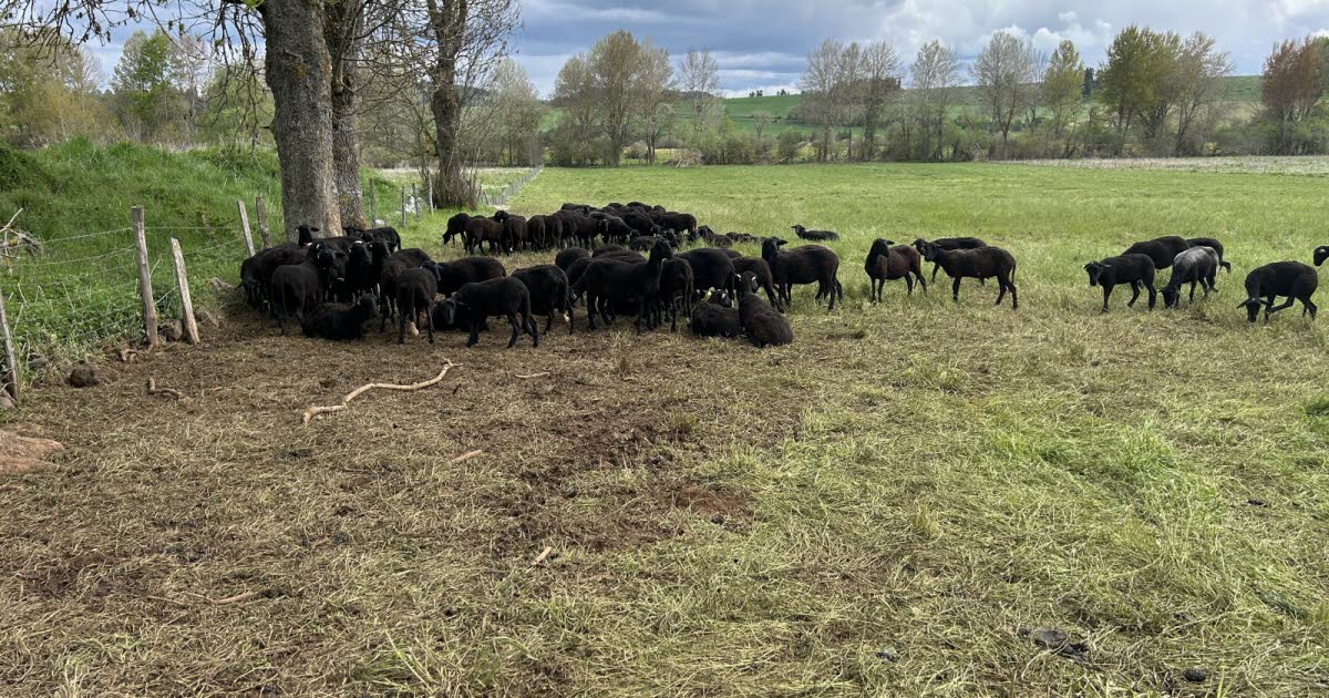 , Accueil Faits-divers – Justice Mort de 25 brebis au sud du Puy-en-Velay : l’hypothèse du loup n’est pas exclue